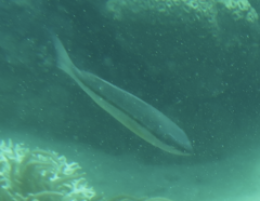 Pentapodus paradiseus