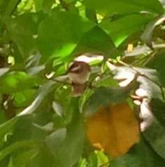 Pycnonotus goiavier
