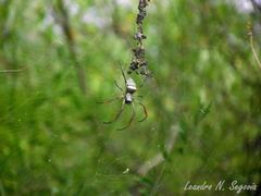 Trichonephila sexpunctata