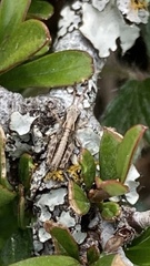 Phaulacridium marginale