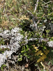 Phaulacridium marginale