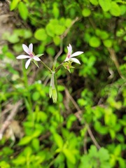 Pelargonium ranunculophyllum