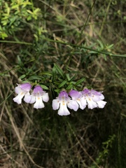 Prostanthera linearis