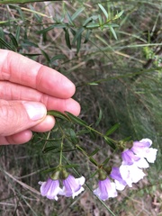 Prostanthera linearis