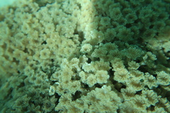 Clavularia
