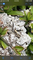 Phaulacridium marginale