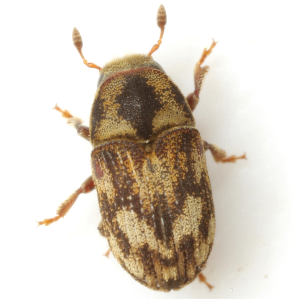 Eastern Ash Bark Beetle