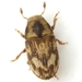 Eastern Ash Bark Beetle - Photo (c) Mike Quinn, Austin, TX, some rights reserved (CC BY-NC), uploaded by Mike Quinn, Austin, TX