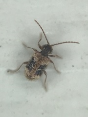 Ptinus texanus