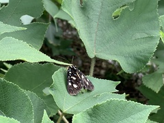 Mimeusemia vilemani