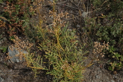 Patrinia intermedia