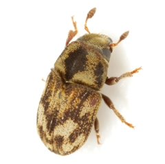 Hylesinus aculeatus