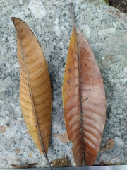 Mangifera foetida