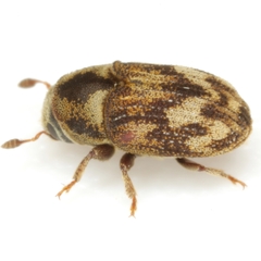 Hylesinus aculeatus