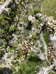 Ramalina glaucescens