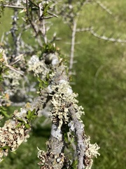 Ramalina glaucescens