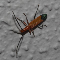 Stenoderus ostricilla