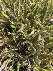 Carmichaelia corrugata