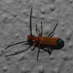 Stenoderus ostricilla