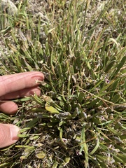 Carmichaelia corrugata