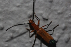 Stenoderus ostricilla