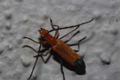 Stenoderus ostricilla
