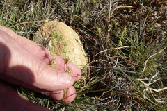 Harpagonella palmeri