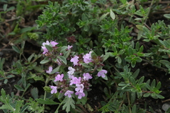 Thymus proximus