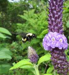 Stachytarpheta acuminata