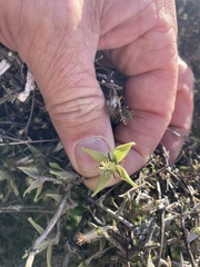 Clematis quadribracteolata