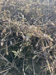 Clematis quadribracteolata