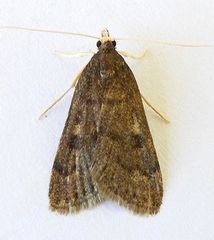 Loxostegopsis xanthocrypta