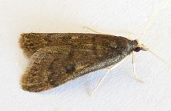 Loxostegopsis xanthocrypta