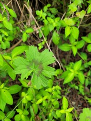 Pelargonium ranunculophyllum