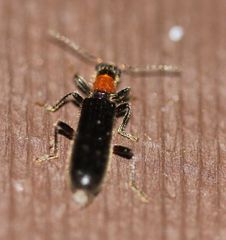 Cymatodera bicolor