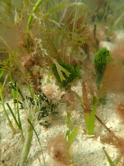 Penicillus dumetosus