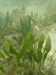 Caulerpa prolifera