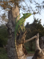 Laemanctus serratus