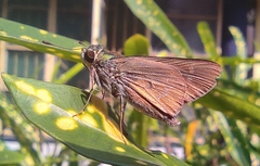 Hesperiinae