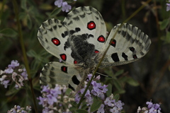Parnassius nomion