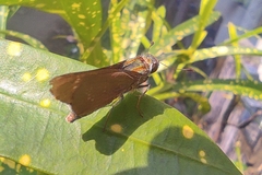 Hesperiinae