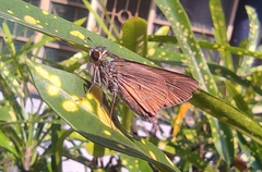Hesperiinae