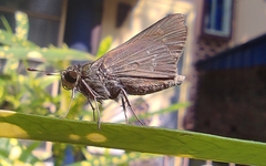 Hesperiinae