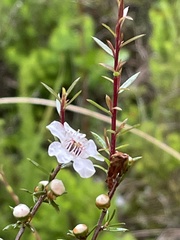 Leptospermum repo