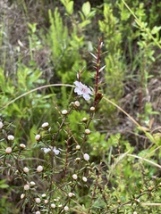 Leptospermum repo