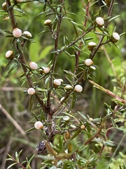 Leptospermum repo