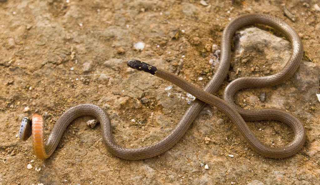 Indian Coral Snake