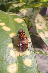 Eristalinus