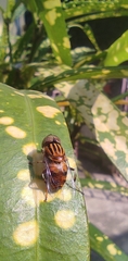 Eristalinus