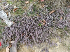 Thymelaea ruizii